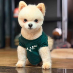 Pets no Clara Resorts