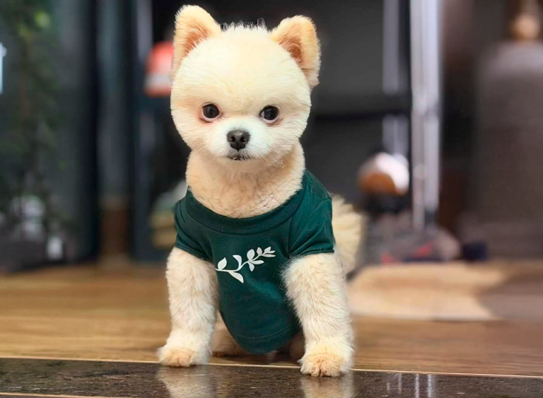 Pets no Clara Resorts